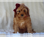 Small #4 Cavapoo-Poodle (Miniature) Mix