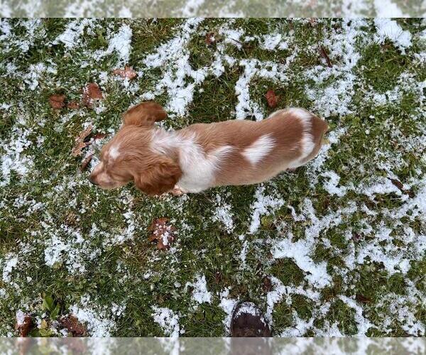 Medium Photo #4 Brittany Puppy For Sale in BERKSHIRE, NY, USA