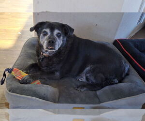 ERNIE - Male Chug Dog for Adoption - Photo #2