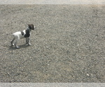 Puppy 1 German Wirehaired Pointer