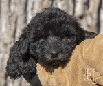 Small Photo #3 Labradoodle Puppy For Sale in ELLENBORO, NC, USA