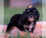Small #3 Poodle (Miniature)