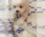 Small Photo #3 Maltese Puppy For Sale in LAKE STEVENS, WA, USA