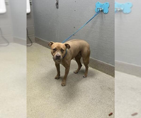 Medium Photo #1 Mutt Puppy For Sale in Las Vegas, NV, USA