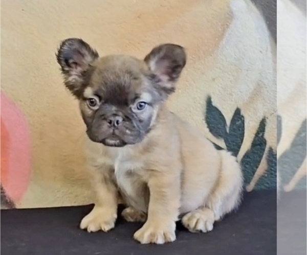 Medium Photo #2 French Bulldog Puppy For Sale in ANCHORAGE, AK, USA
