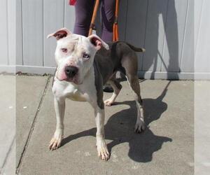 American Staffordshire Terrier-Unknown Mix Dogs for adoption in Louisville, KY, USA