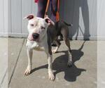 Small American Staffordshire Terrier Mix