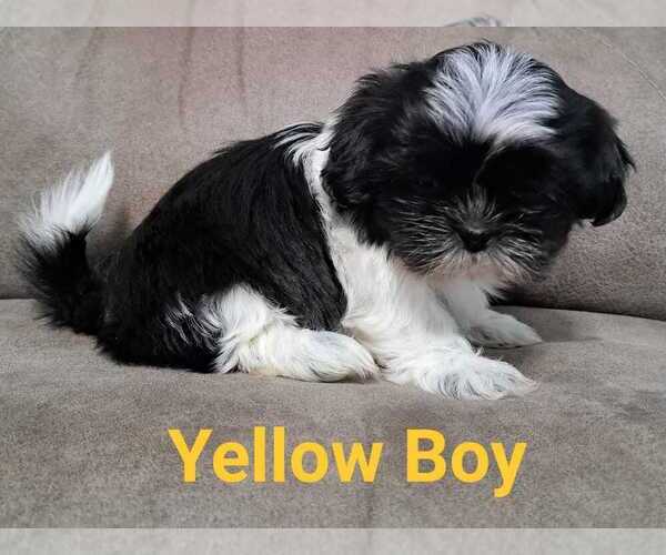 Medium Photo #5 Shih Tzu Puppy For Sale in BERRYVILLE, VA, USA