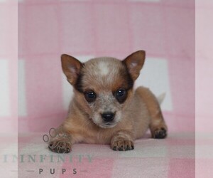 Australian Cattle Dog Puppy for sale in ATGLEN, PA, USA