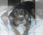 Small Photo #2 Mutt Puppy For Sale in Alexander, AR, USA