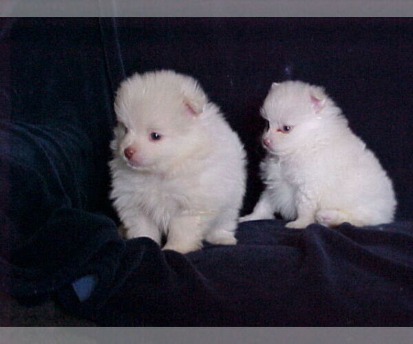 Medium Photo #2 Pomeranian Puppy For Sale in APPLE VALLEY, CA, USA