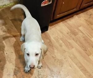 Labrador Retriever Puppy for sale in DODGEVILLE, WI, USA