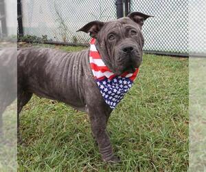 Chinese Shar-Pei-Unknown Mix Dogs for adoption in San Antonio, TX, USA