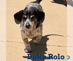 Small #5 Dachshund