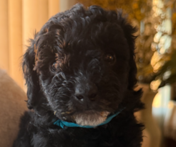 Medium Photo #1 Goldendoodle (Miniature) Puppy For Sale in OAK LAWN, IL, USA