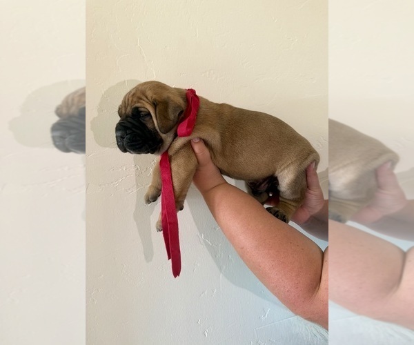 Medium Photo #24 Boerboel Puppy For Sale in COMMERCE, TX, USA