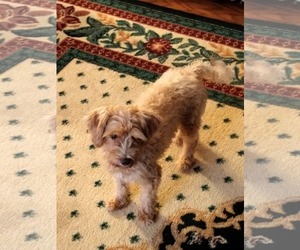 Brooklyn - Female Poodle (Miniature) Dog for Adoption - Photo #5