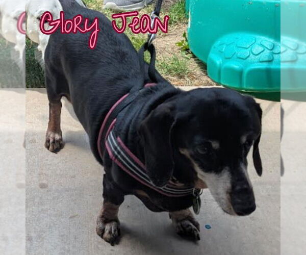 Medium Photo #8 Dachshund Puppy For Sale in San Antonio, TX, USA
