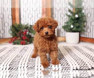 Poodle (Miniature) Puppy for sale in NAPLES, FL, USA