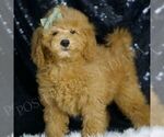 Small Goldendoodle (Miniature)