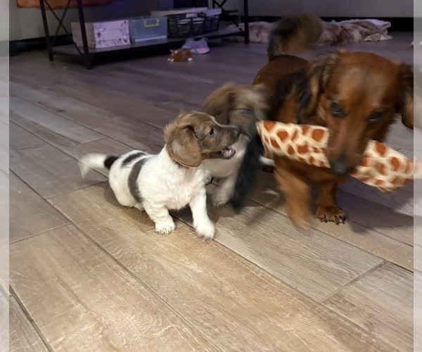 Medium Photo #4 Dachshund Puppy For Sale in BLANCHARD, OK, USA