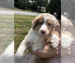 Small #1 Australian Shepherd