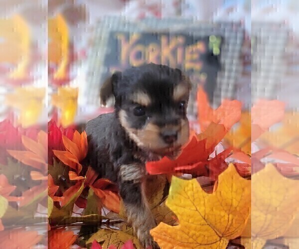 Medium Photo #10 Yorkshire Terrier Puppy For Sale in AKRON, OH, USA