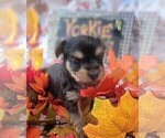 Small #9 Yorkshire Terrier