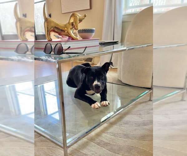 Medium Photo #2 Mutt Puppy For Sale in Wenonah, NJ, USA