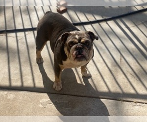 English Bulldog Dog for Adoption in NORCO, California USA
