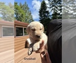Small Photo #1 Labrador Retriever Puppy For Sale in LA CONNER, WA, USA