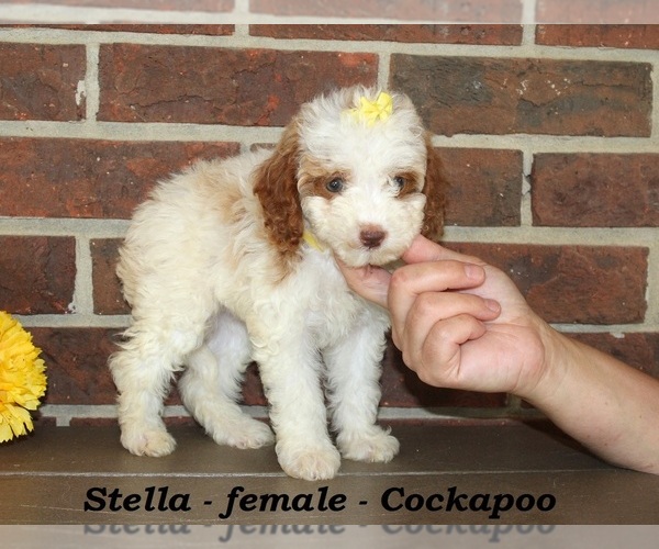Medium Photo #2 Cockapoo (Miniature) Puppy For Sale in CLARKRANGE, TN, USA