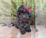 Small #7 Maltese-Poodle (Toy) Mix