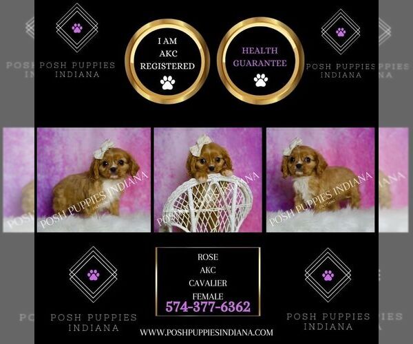 Medium Photo #2 Cavalier King Charles Spaniel Puppy For Sale in WARSAW, IN, USA