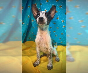 Mutt Dogs for adoption in Pleasanton, TX, USA