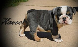 Bulldog Puppy for sale in DUMAS, TX, USA