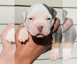 American Bully Puppy for sale in SPANISH LAKE, MO, USA