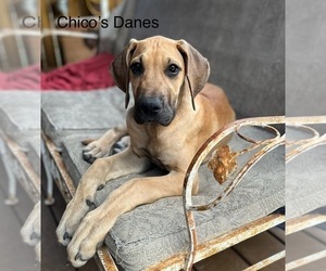 Great Dane Puppy for sale in WILLIS, TX, USA