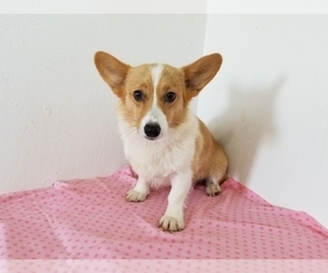 Mother of the Pembroke Welsh Corgi puppies born on 05/19/2019