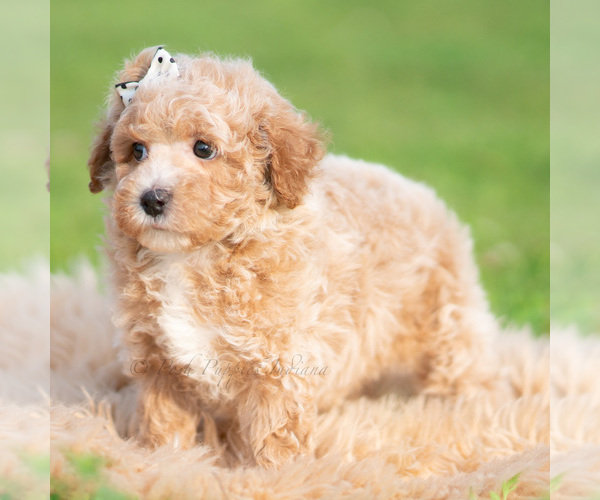 Medium Photo #46 Poodle (Toy) Puppy For Sale in WARSAW, IN, USA