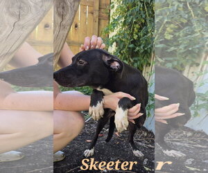Skeeter - Female Staffordshire Bull Terrier-Unknown Mix Dog for Adoption - Photo #6