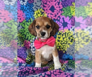 Cocker Spaniel-Jack Russell Terrier Mix Puppy for sale in NARVON, PA, USA