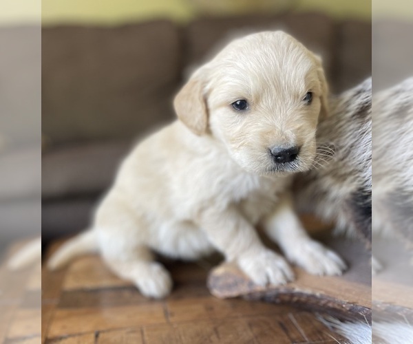 Medium Photo #3 Golden Retriever Puppy For Sale in FORDLAND, MO, USA