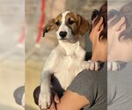 Small Photo #1 Doberman Pinscher-Pointer Mix Puppy For Sale in Dana Point, CA, USA