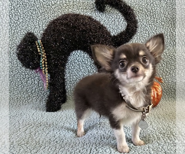 Medium Photo #2 Chihuahua Puppy For Sale in NEWVILLE, PA, USA