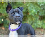 CLEMENTINE - Female Staffordshire Bull Terrier-Unknown Mix Dog for Adoption - Small photo