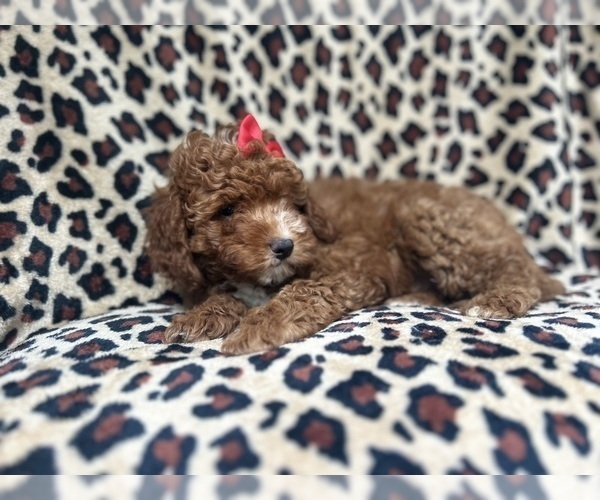 Medium Photo #8 Cavapoo Puppy For Sale in LAKELAND, FL, USA