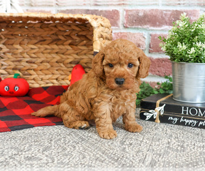 Cavapoo-Poodle (Toy) Mix Puppy for Sale in SYRACUSE, Indiana USA
