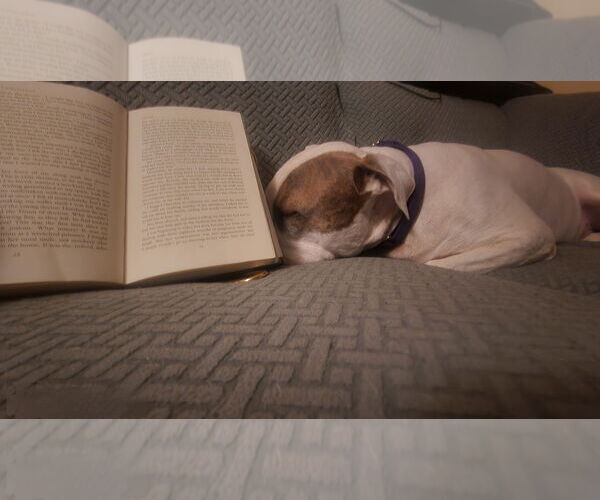 Medium Photo #28 Mutt Puppy For Sale in Philadelphia, PA, USA