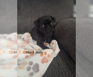 Medium Pug